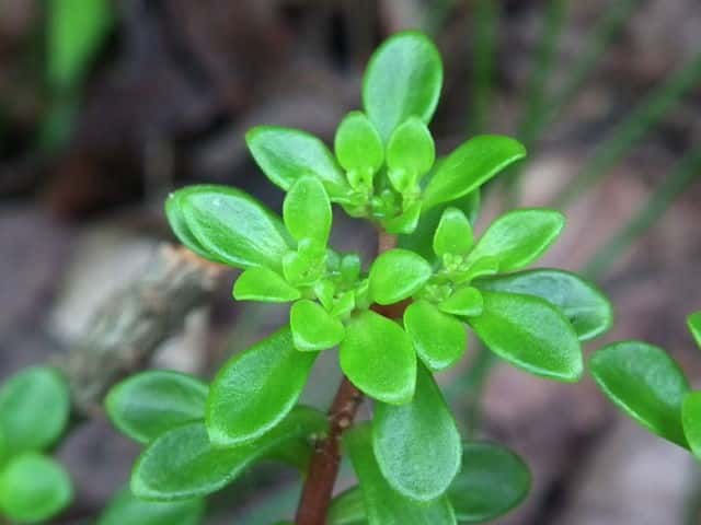 �}���o�}���l���O�T