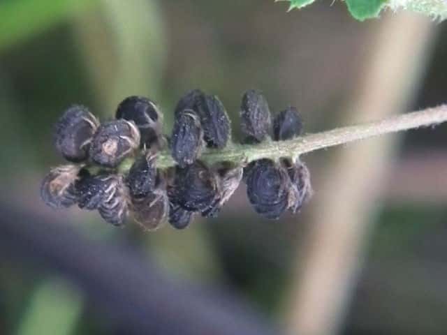 �R���c�u�E�}�S���V