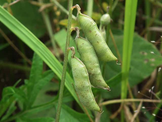 �i���N�T�t�W