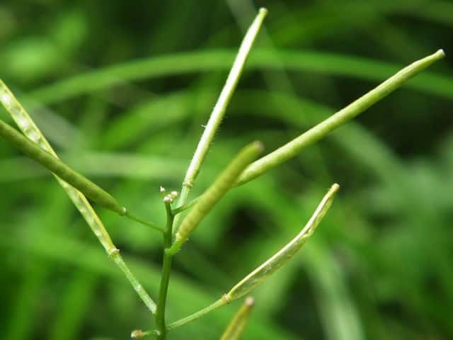 �I�I�P�^�l�c�P�o�i