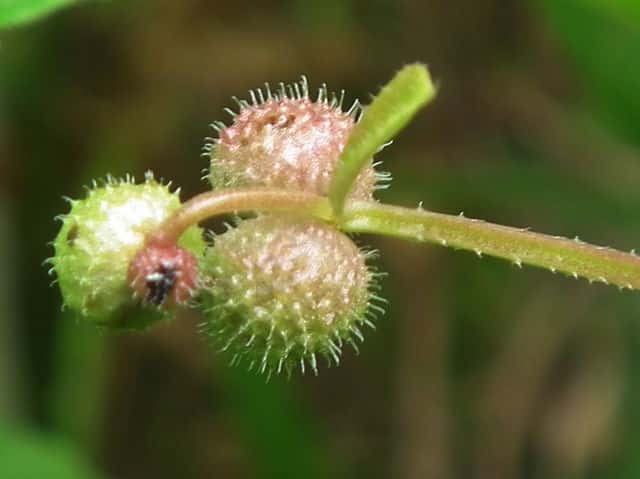 ���G���O��