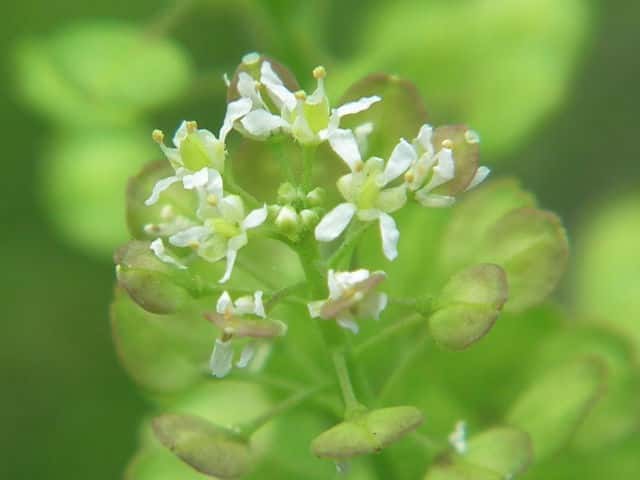 �}���O���o�C�i�Y�i