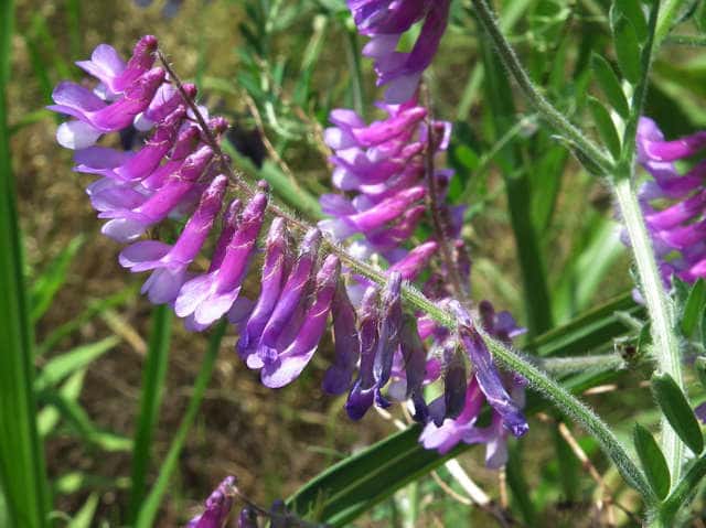 ビロードクサフジ