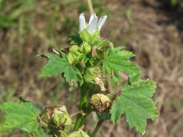 ミナミフランスアオイ