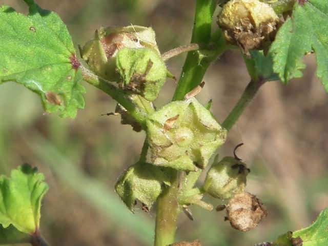 ミナミフランスアオイ果実