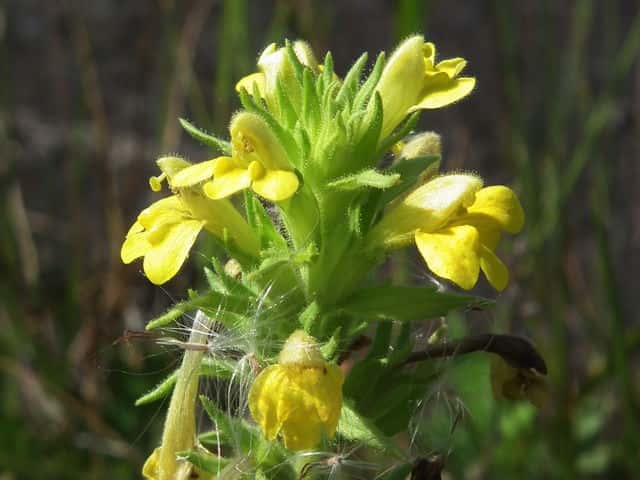 セイヨウヒキヨモギ
