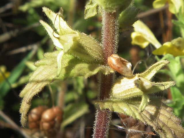 セイヨウヒキヨモギ果実