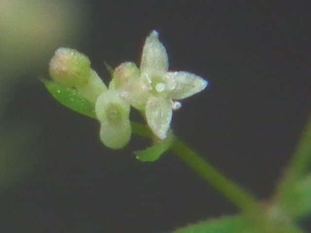 コメツブヤエムグラ