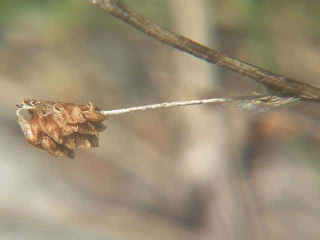 �R���c�u�c���N�T