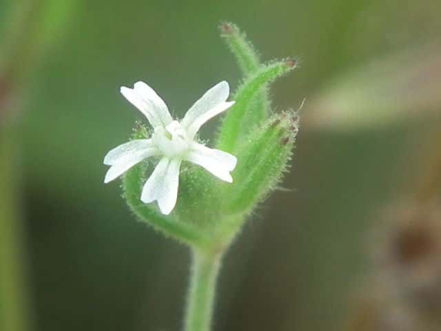 �V���o�i�}���e�}