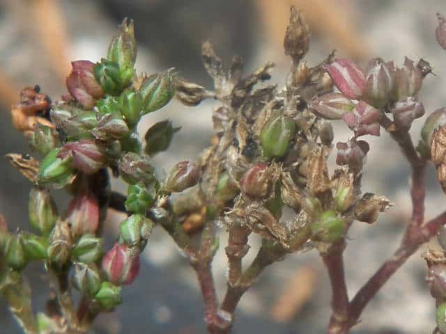 ���c�o�n�R�x