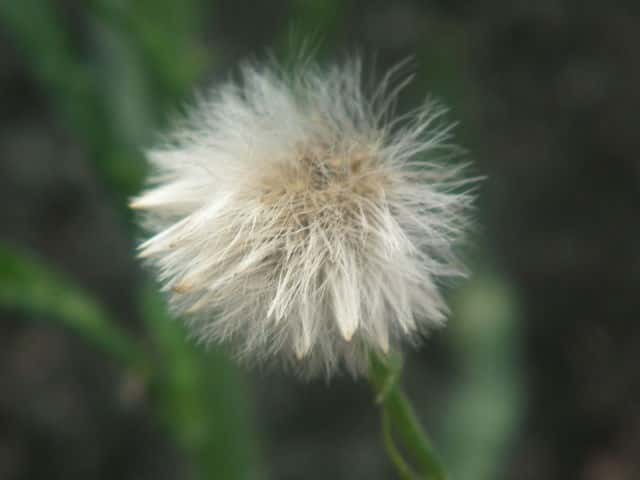 アレチノギク果実