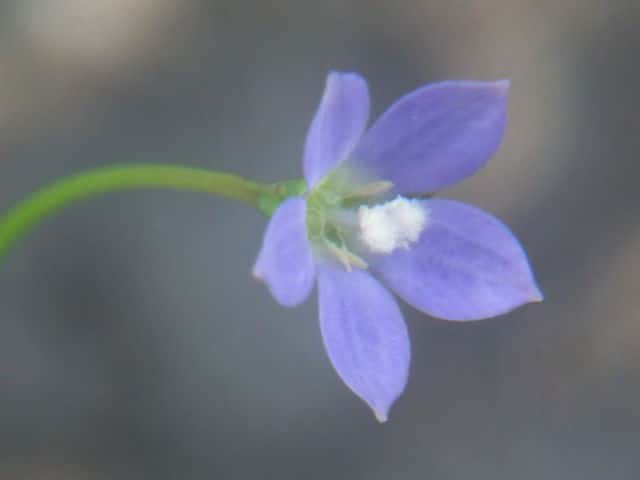 �q�i�M�L���E