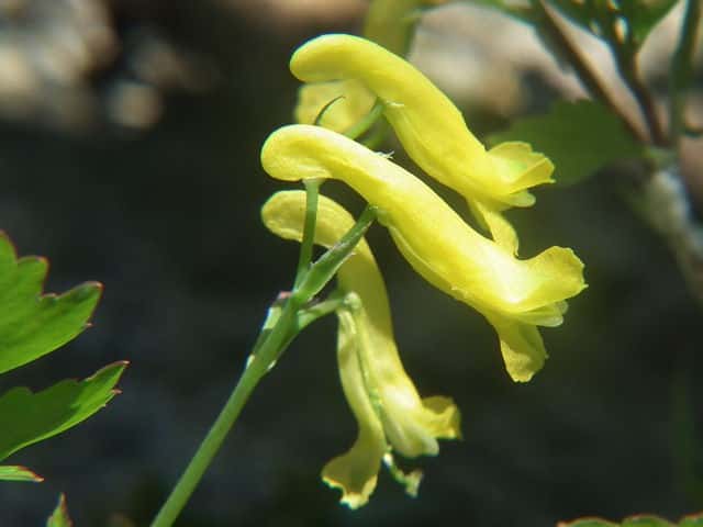 ミヤマキケマン