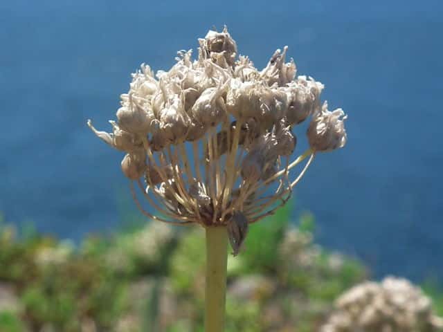 �V���E�}�A�T�c�L