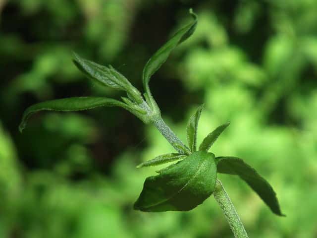 �i���o���n�R�x