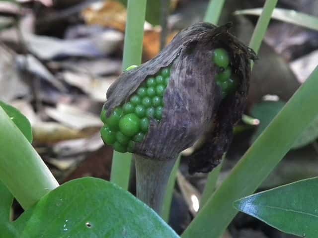 ���T�V�A�u�~