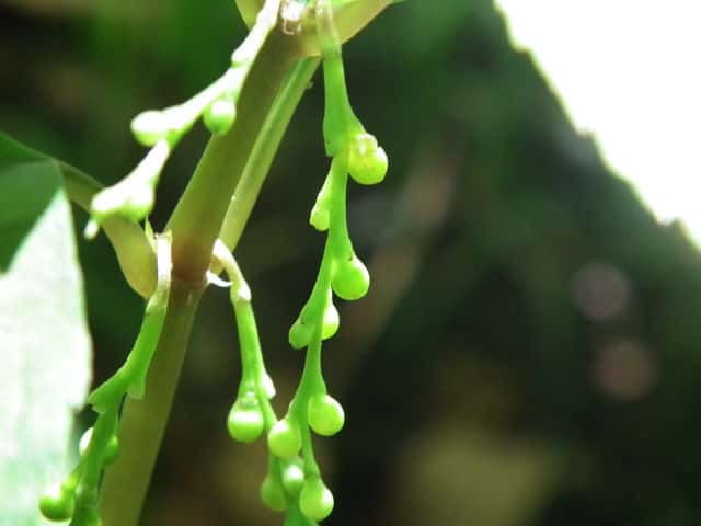 �t�^���V�Y�J