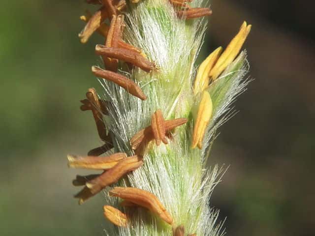 �P�J���m�n�V