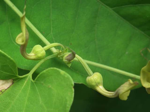 �}���o�E�}�m�X�Y�N�T