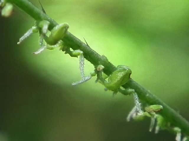 �~���}�C���N�T