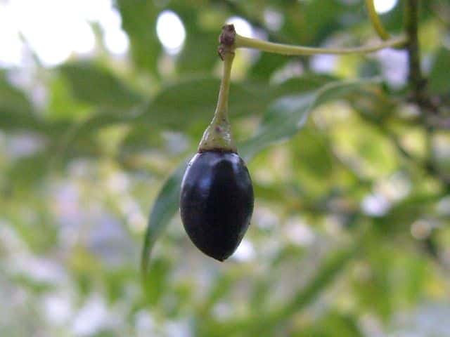 ヤブニッケイ果実