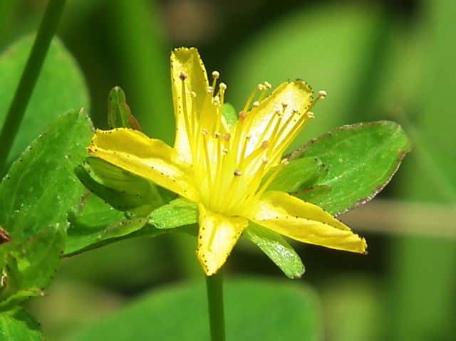 �T���I�g�M��