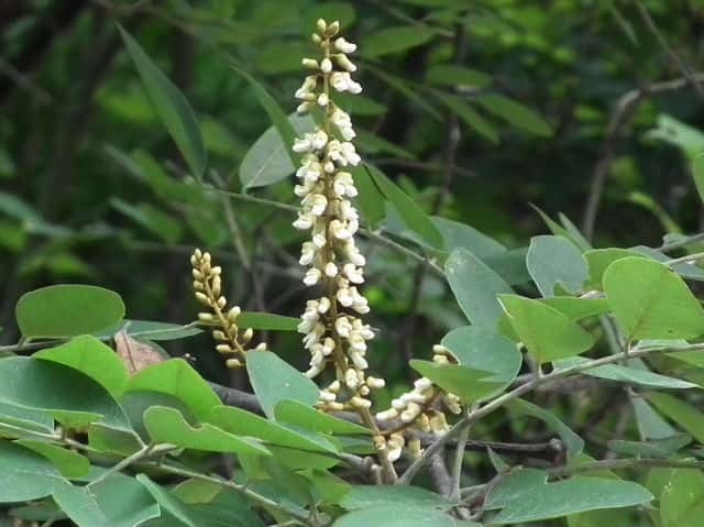 �C�k�G���W��