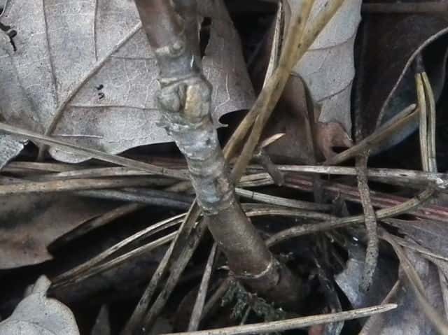 ���}�C�o��