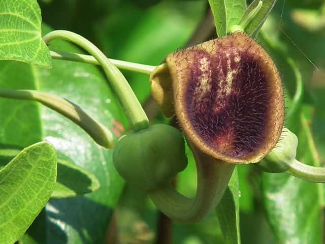 �E�}�m�X�Y�N�T