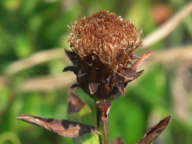 �J�Z���\�E