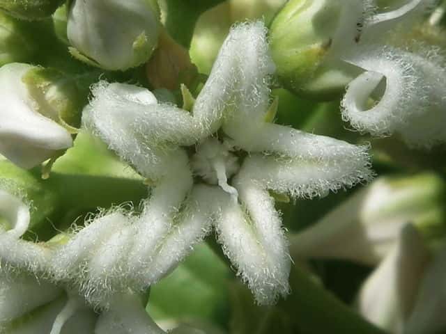 �V���o�i�K�K�C��