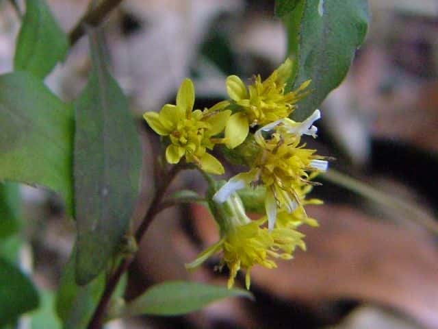 アキノキリンソウ