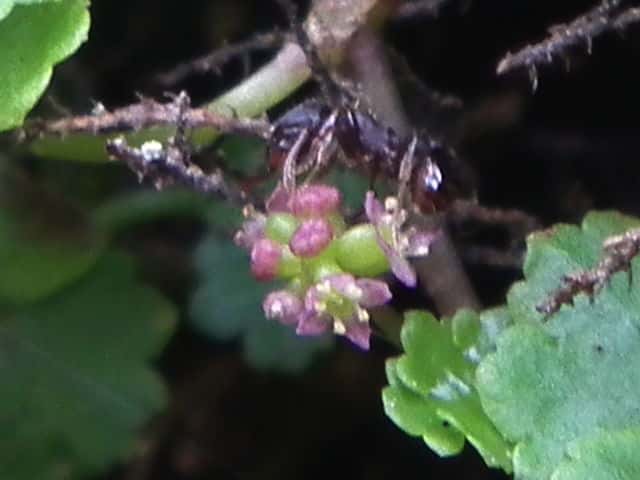 �`�h���O�T