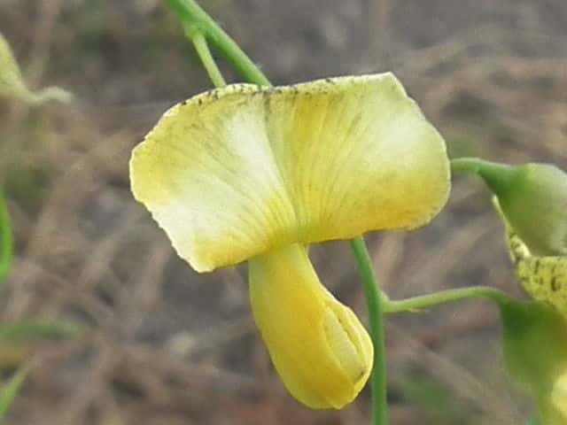 �A�����J�c�m�N�T�l��