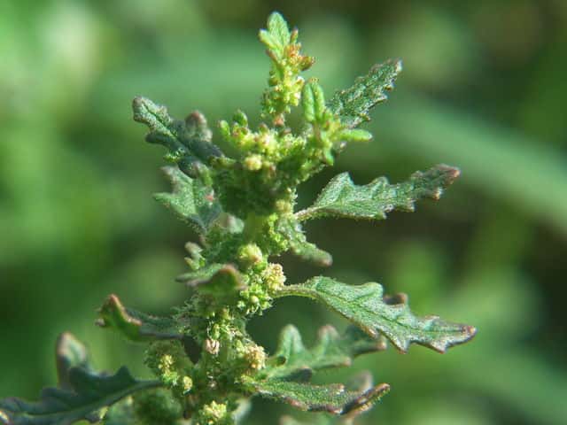 �S�E�V���E�A���^�\�E