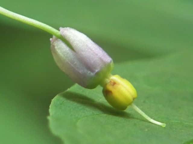 �}���o�m�z���V