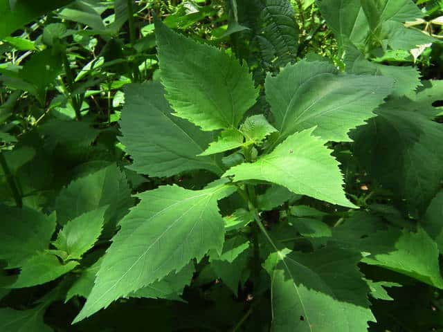 �R���i���~