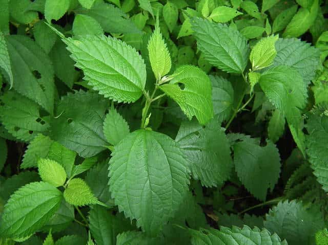 �i�K�o���u�}�I