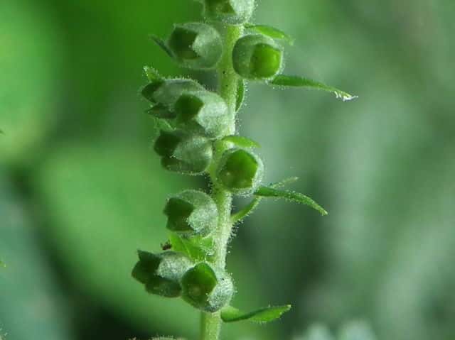 �c���j�K�N�T