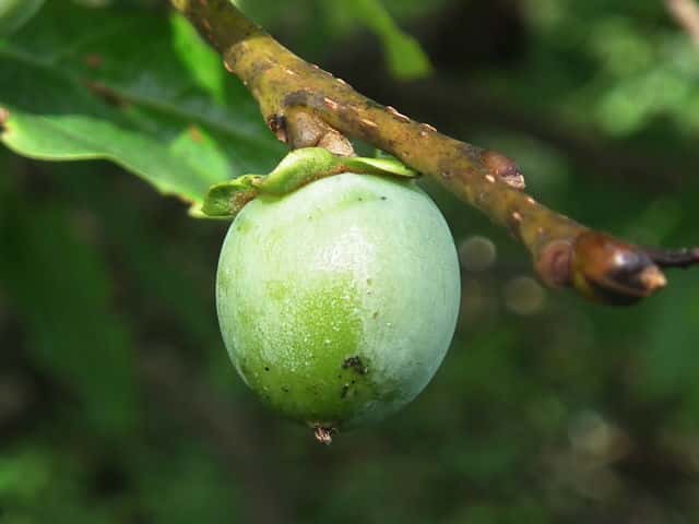 �����E�L���E�}���K�L