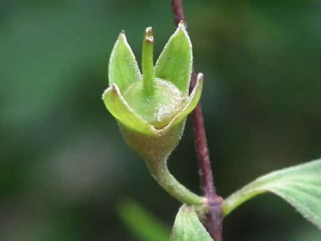 �o�C�J�E�c�M