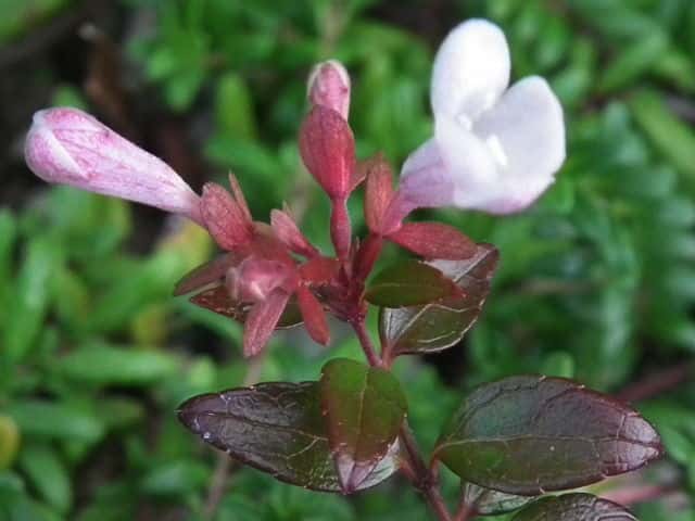 ハナゾノツクバネウツギ