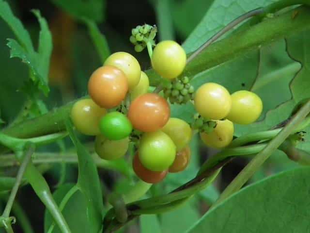 �n�X�m�n�J�Y��