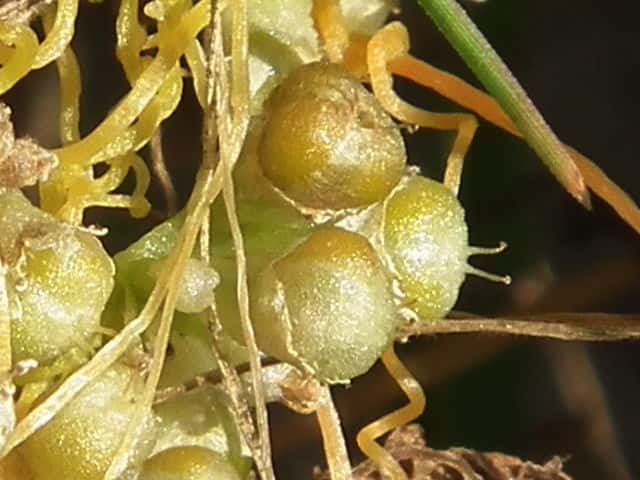 �A�����J�l�i�V�J�Y��