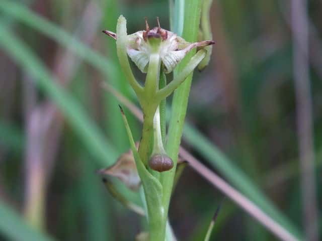 �~�Y�g���{