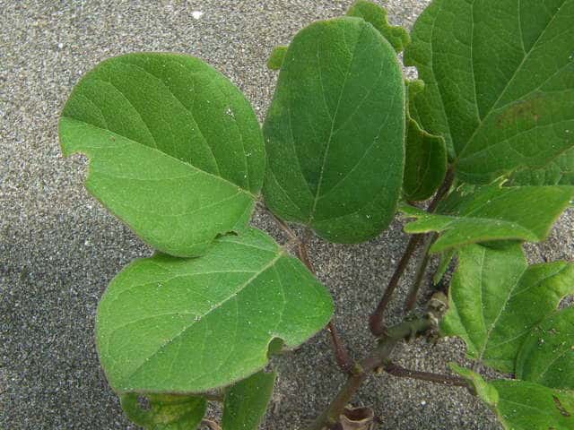 �n�}�i�^�}��