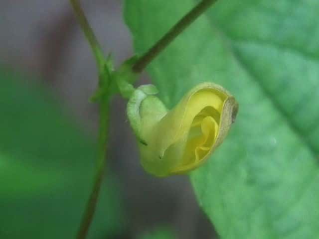 ���u�c���A�Y�L