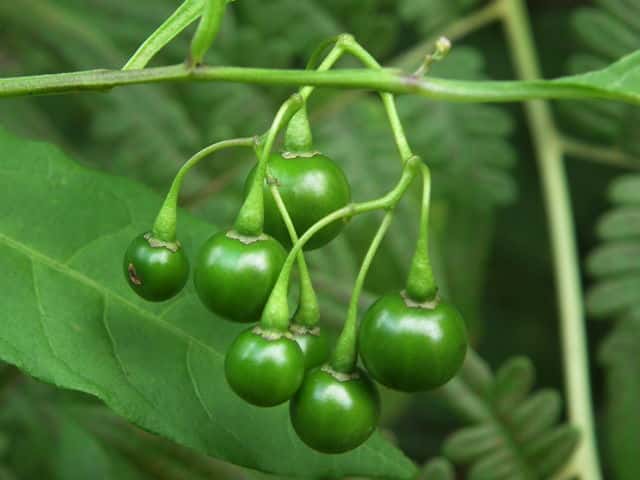 �}���o�m�z���V