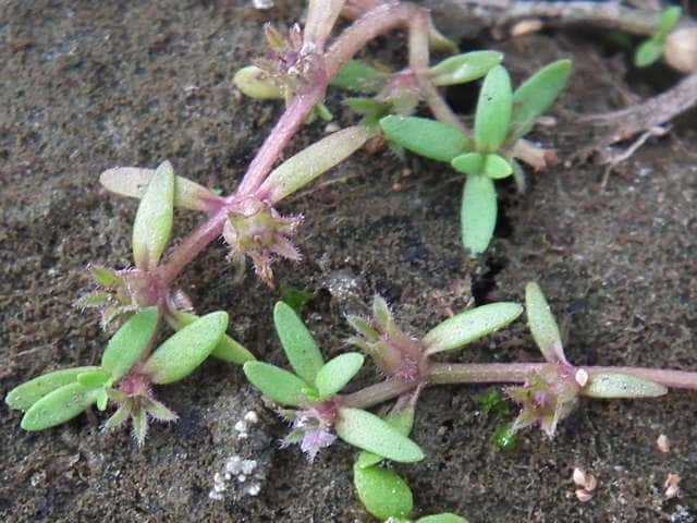 スズメノハコベ